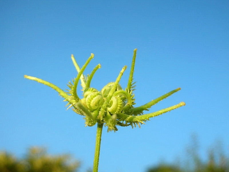 Calendula arvensis / Fiorrancio selvatico